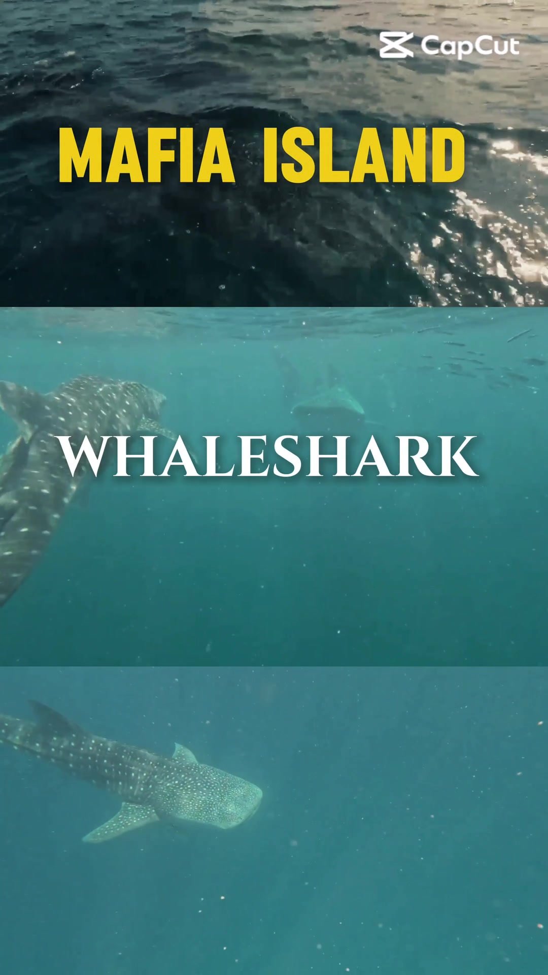 Mafia Island whale shark reel