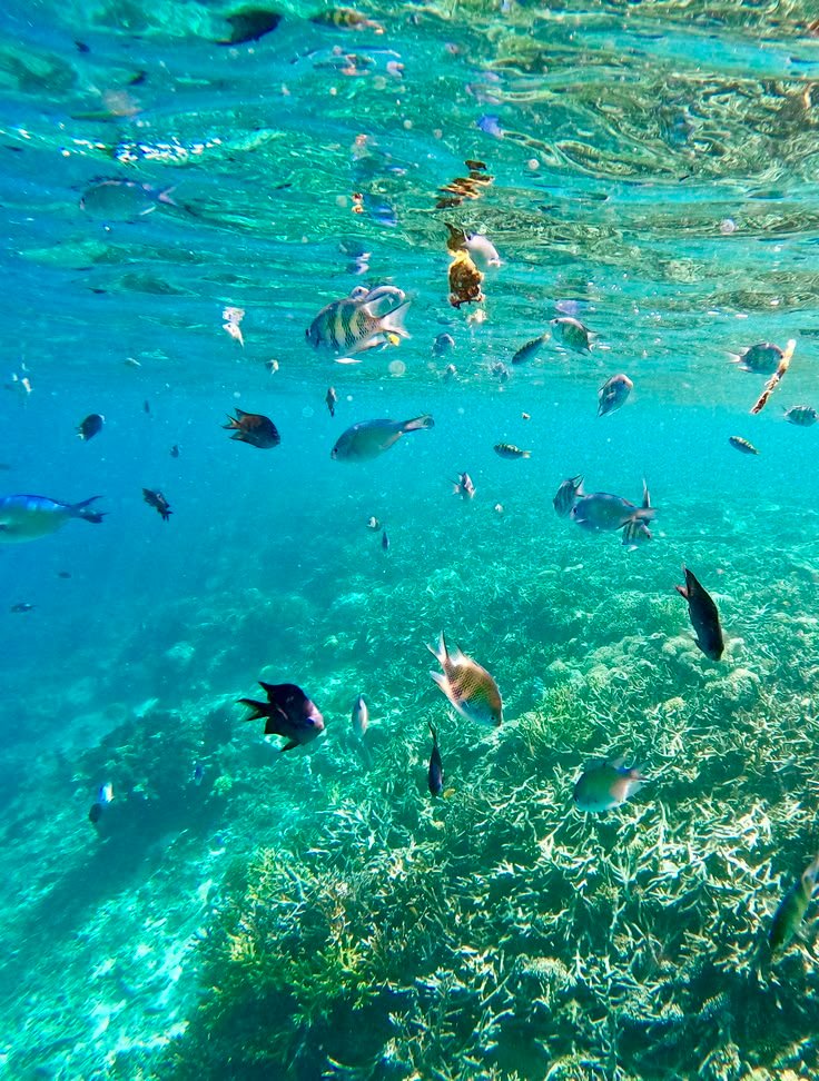 Reef fish in Mafia Island Marine Park