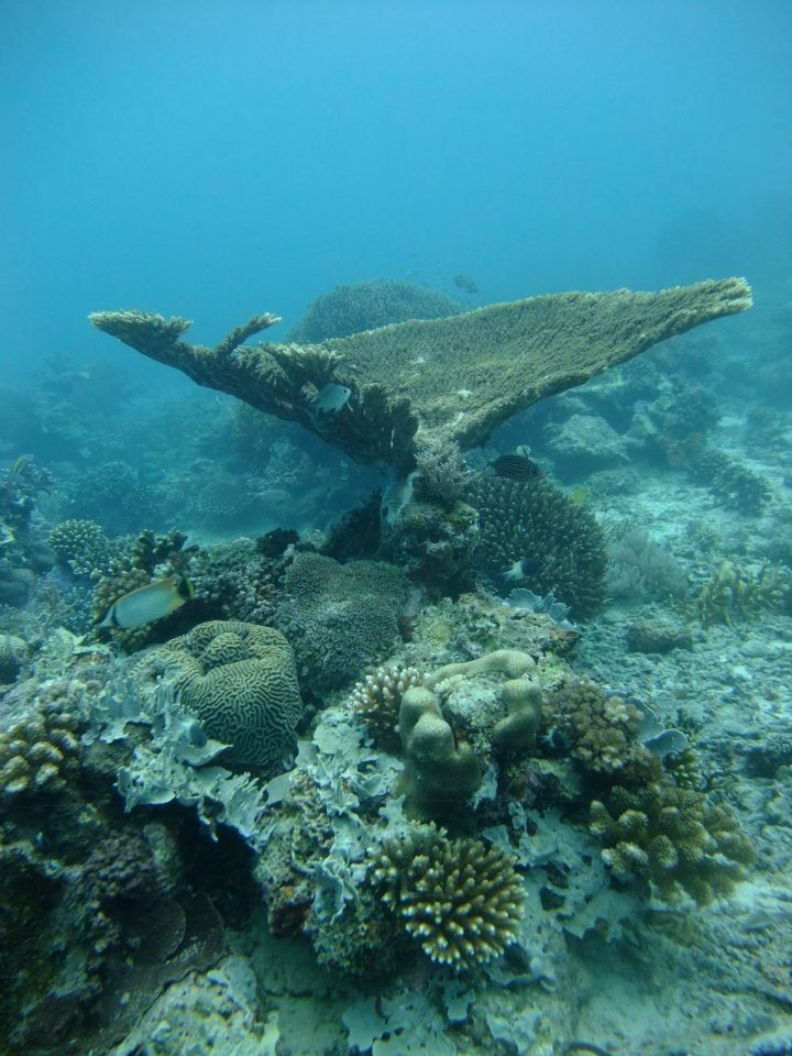 Table coral on a Mafia Island reef