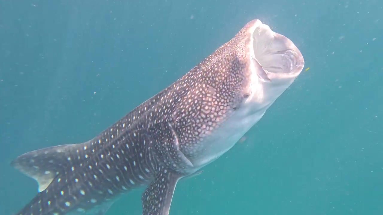 Whale shark feeding at the surface