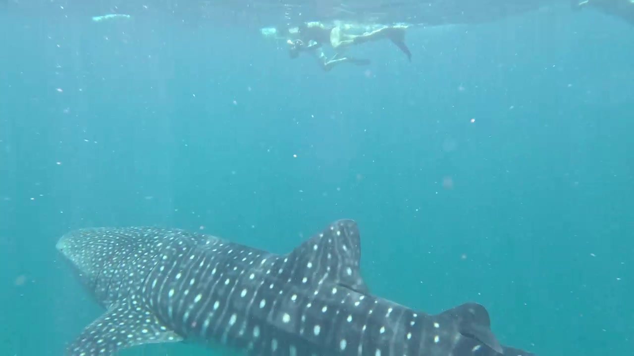 Snorkelling with whale sharks
