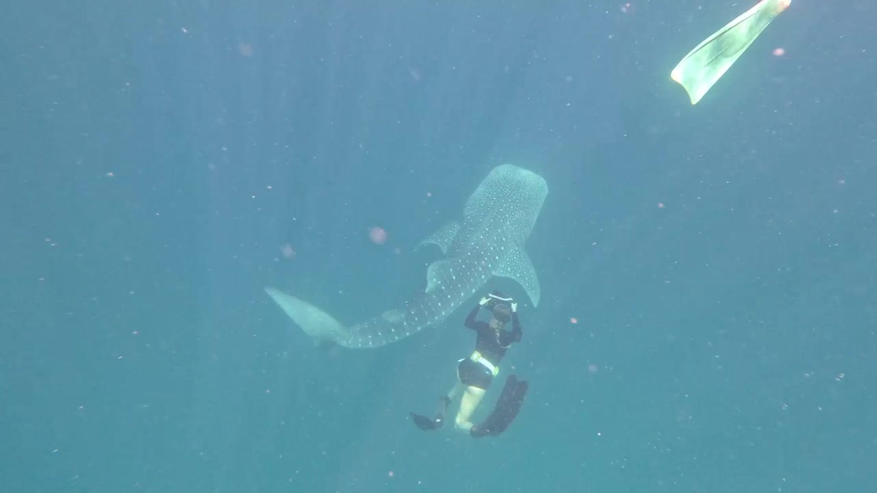 Swimming with a whale shark