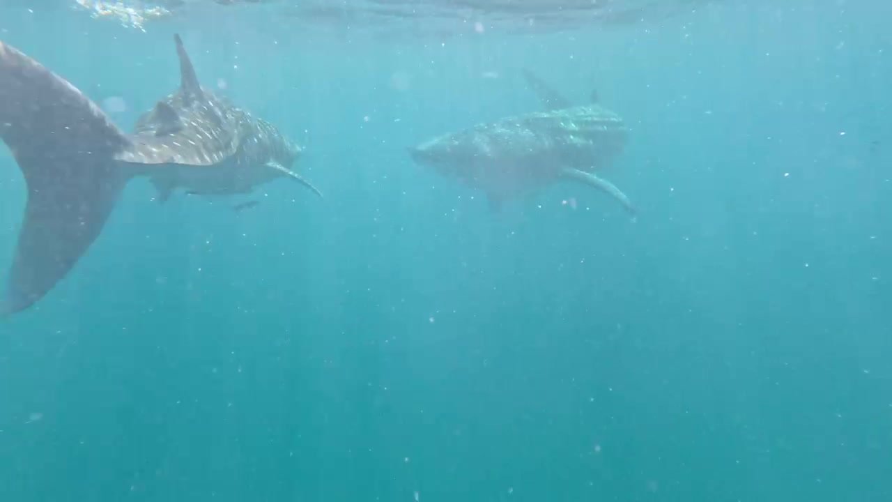 Two whale sharks together